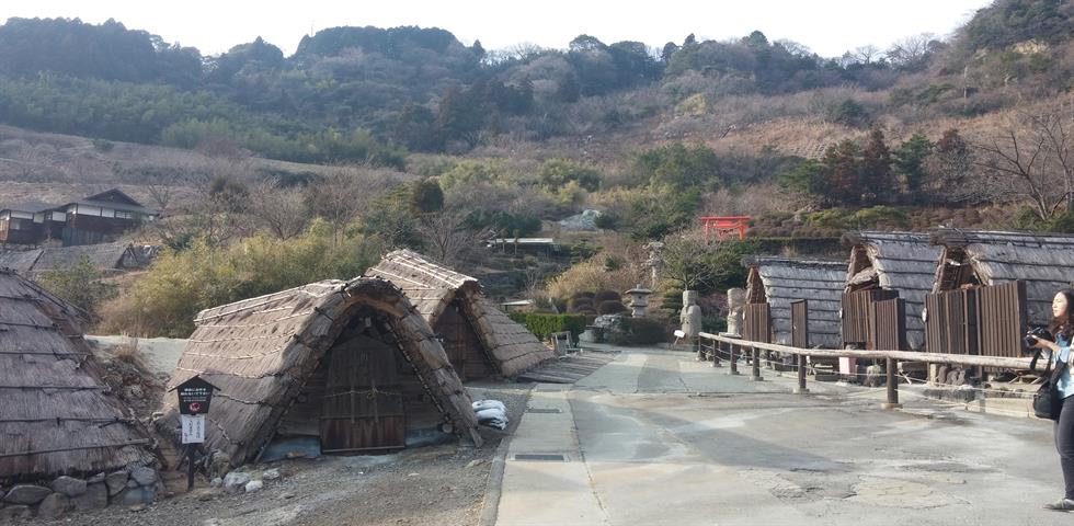 벳부_유노하나 재배지