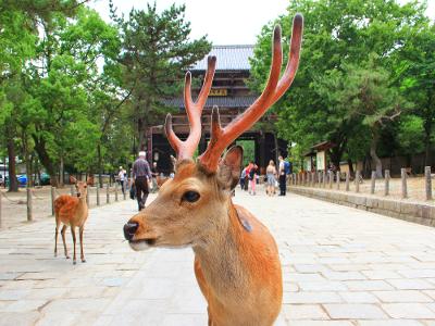 사슴공원