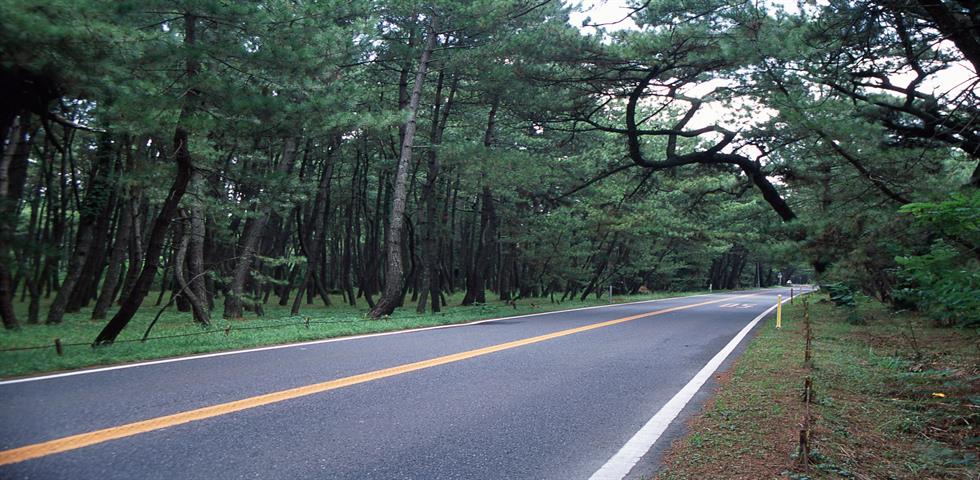 니지노마츠바라