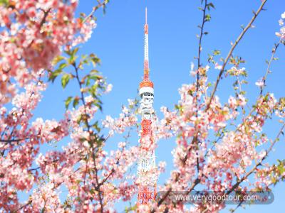 도쿄타워 벚꽃