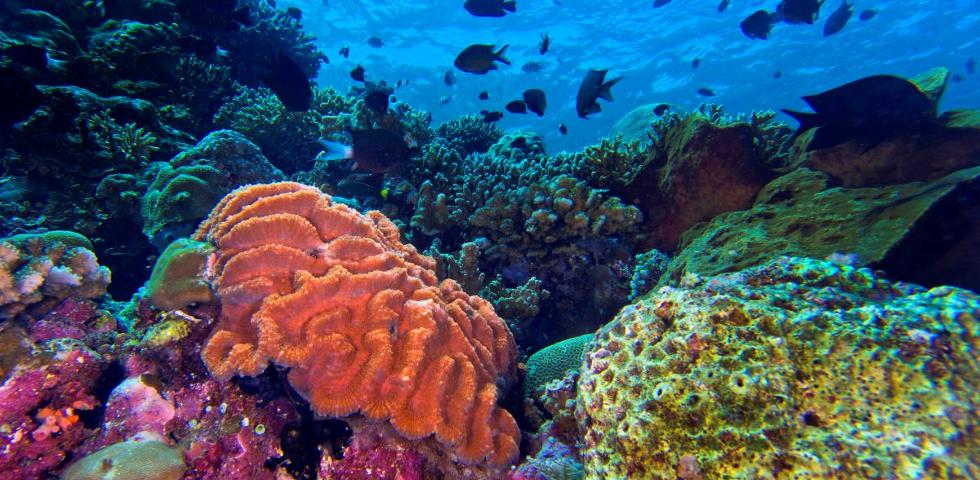 마나도_ 코랄 호핑