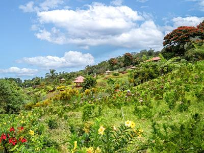 마나도_ 펠랑이