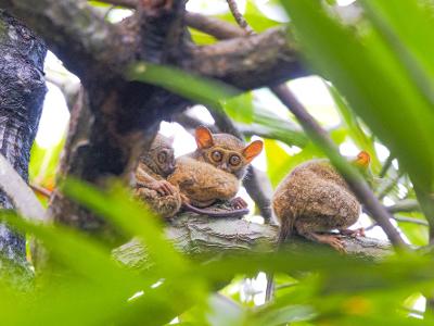 탕코코국립공원