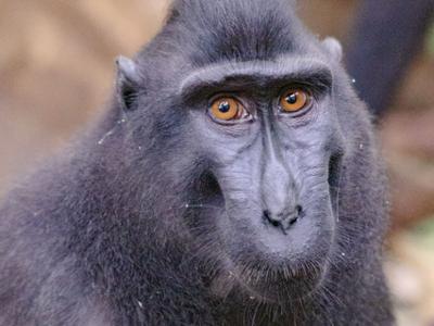 탕코코국립공원