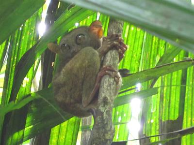 보홀 안경원숭이