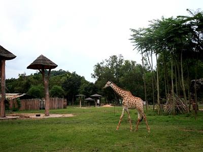 카오키여우 오픈주