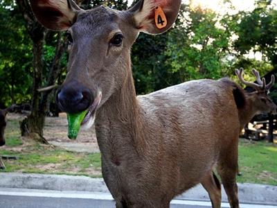 카오키여우 오픈주