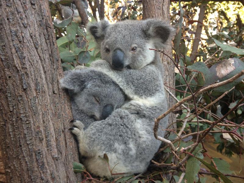커럼빈 야생동물원