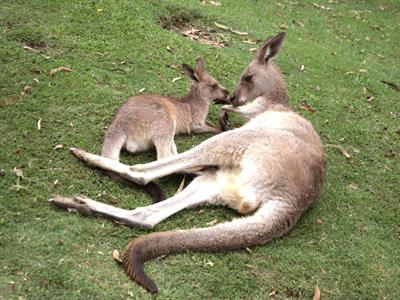 커럼빈 야생동물원
