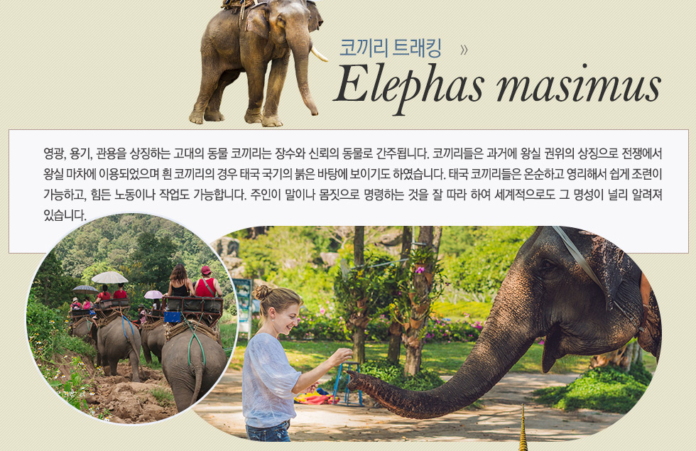 코끼리 트래킹 (창타이) Elephas masimus