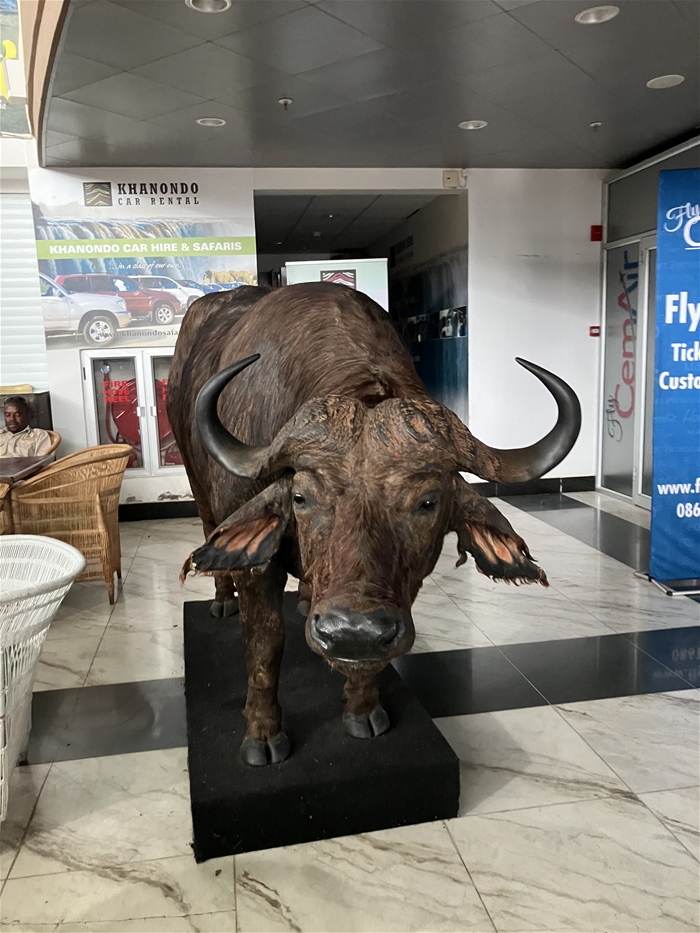 1일차 - 빅토리아폴스 공항